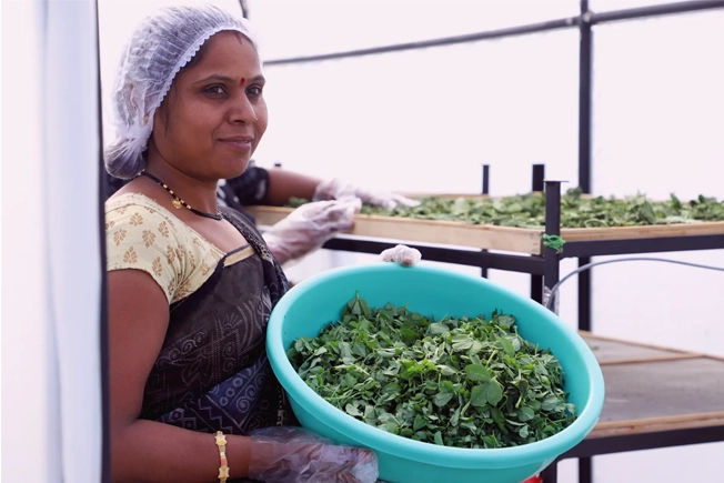Utilize  solar energy to create high-quality dehydrated products, reducing waste and energy costs.