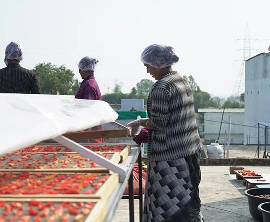 Providing optimal drying of tomatoes to improving  flavor and ensuring  long-term storage quality.