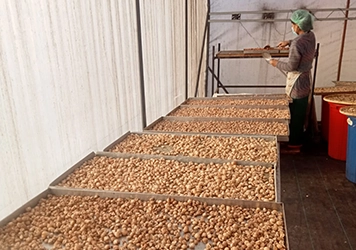 Get insights on corn cultivation with RSFP techniques for improved crop yield and growth.