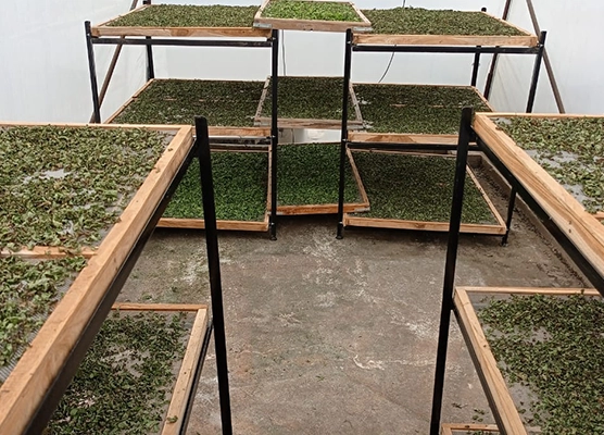 Green dried RSFP offers a natural and healthy snack packed with nutrients and flavor.