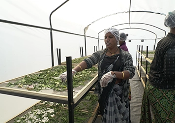 The Solar Dryer Fertile RSFP ensures optimal drying for better preservation of agricultural products
