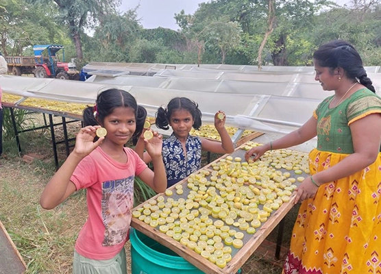 A solar dryer designed for drying lemons, offering a natural and sustainable drying solution.