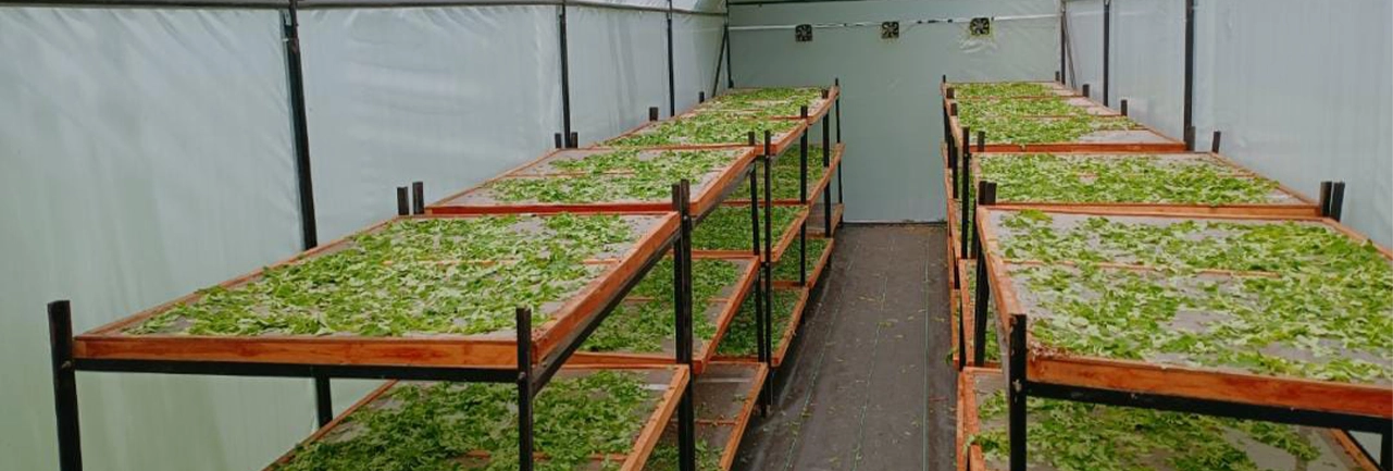 Solar dryers help farmers improving crop quality, reducing costs, and boosting long-term profits.