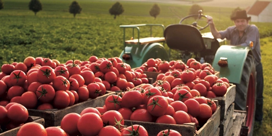 Supporting farmers to grow quality tomatoes, increase productivity, and adopt eco-friendly methods.