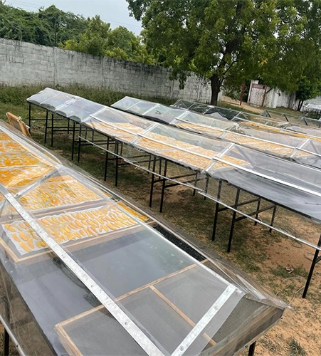 Solar Dryer Manufacturer For Drying Fruits in Karnataka Solar dryers naturally dehydrate fruits in Karnataka, preserving nutrients and quality.