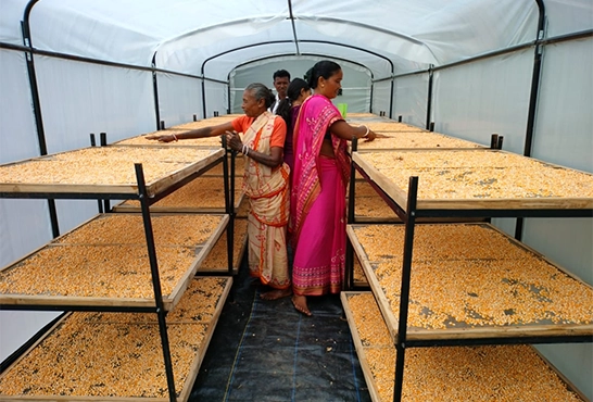 Best Solar Dryer For Efficient Grain Drying in Karnataka Women using solar dryers to efficiently dehydrate grains, ensuring better quality and shelf life.