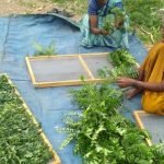 How These Low-Cost Solar Dryers Are Solving India’s Food Wastage Crisis And Improving Income Of Farmers