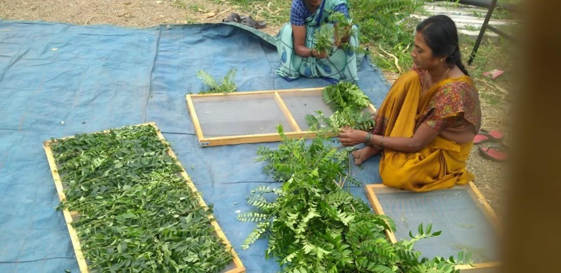 How These Low-Cost Solar Dryers Are Solving India’s Food Wastage Crisis And Improving Income Of Farmers