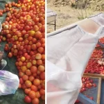 Why Were Farmers Throwing Out Tomatoes? Engineer’s Solar Dryers Help Farmers Earn in Dire Times